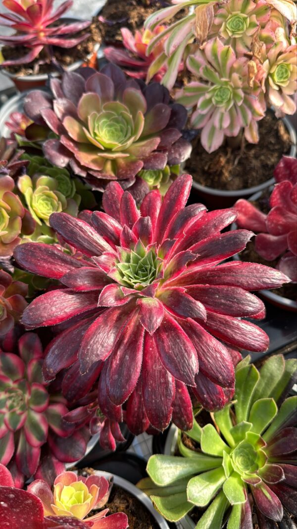 AEONIUM BLACK MAGIC VARIEGADA