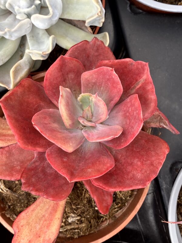 ECHEVERIA DIAMOND STATE VARIEGADA