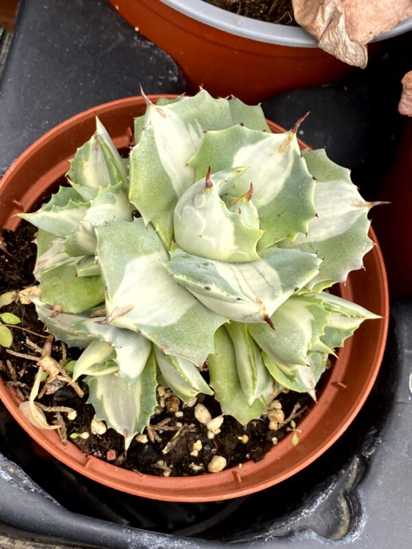 AGAVE POTATORUM CV OUHI RAIJIN VARIEGADA