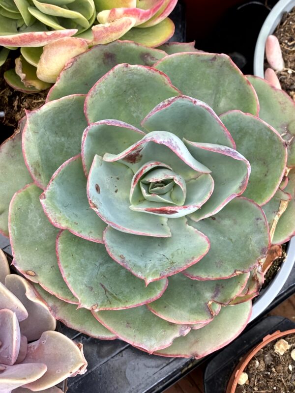 ECHEVERIA CODIGO DA VINCI