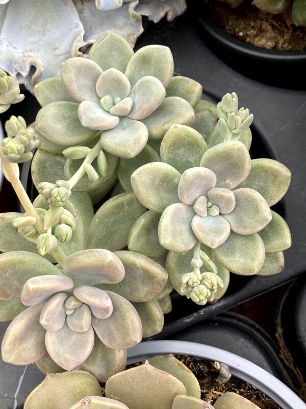 PACHYPHYTUM ELLEN