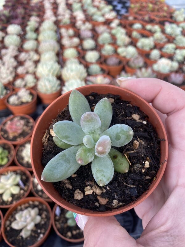 PACHYVERIA COCO