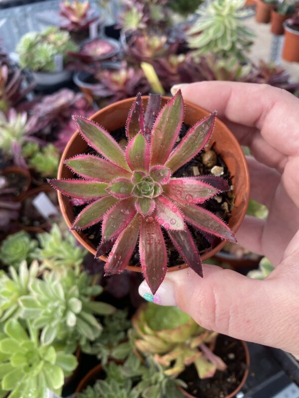 AEONIUM FIRECRACKER VARIEGADA