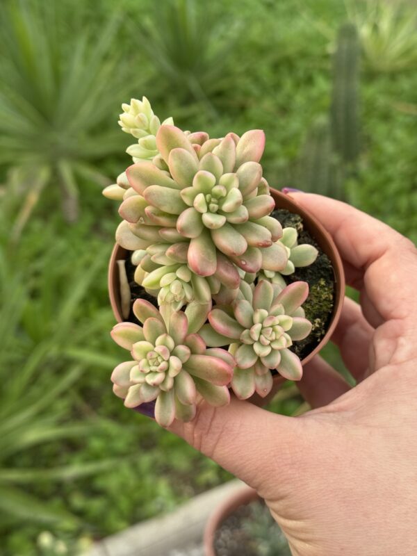 SEDUM JOYCE TULLOCH VARIEGADA - Imagen 2