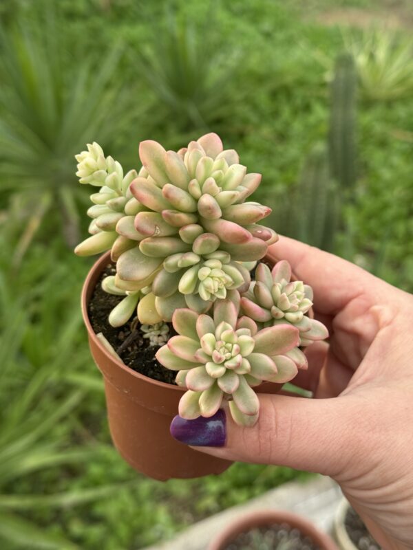 SEDUM JOYCE TULLOCH VARIEGADA