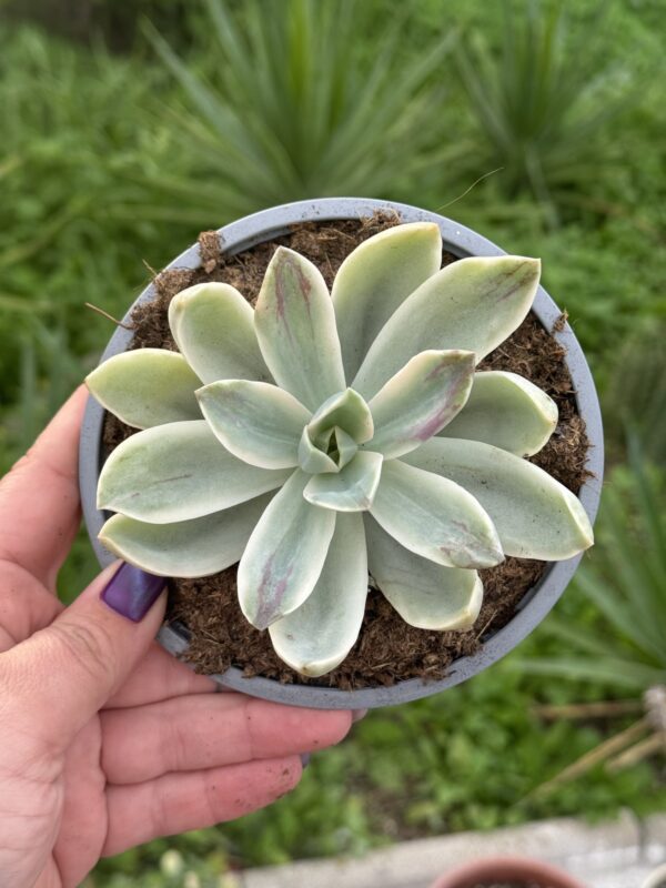 GRAPTOVERIA FRED IVES VARIEGADA