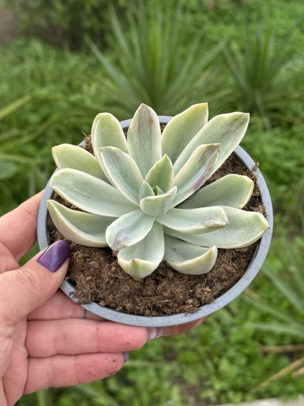 GRAPTOVERIA FRED IVES VARIEGADA - Imagen 2