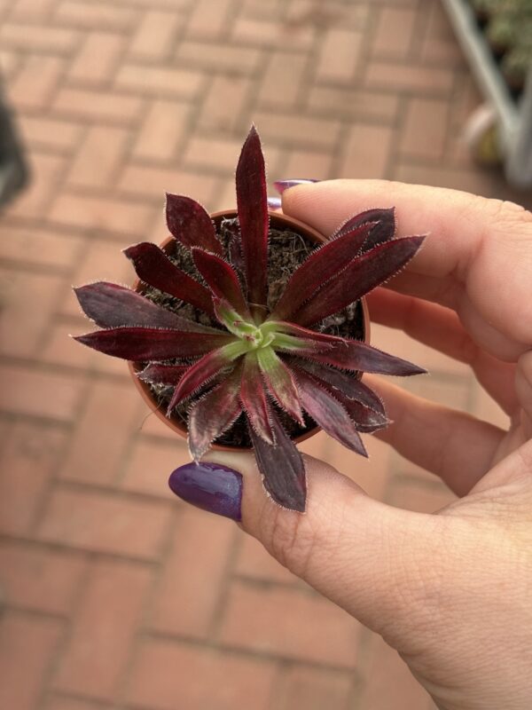 AEONIUM FIRECRACKER VARIEGADA