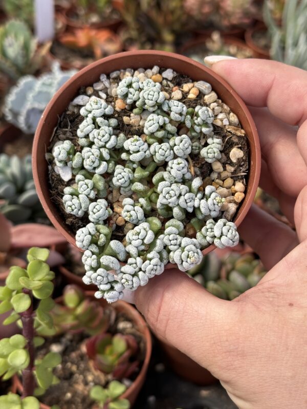 CRASSULA CORALITA