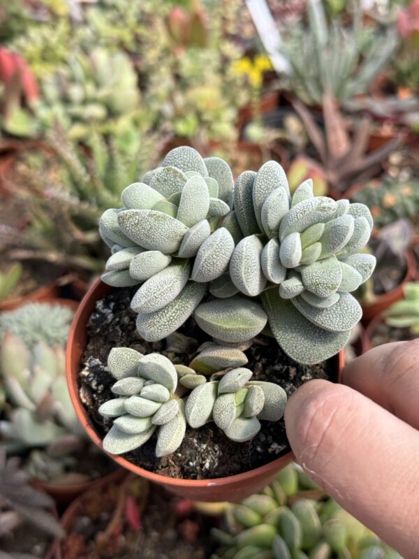 CRASSULA TECTA