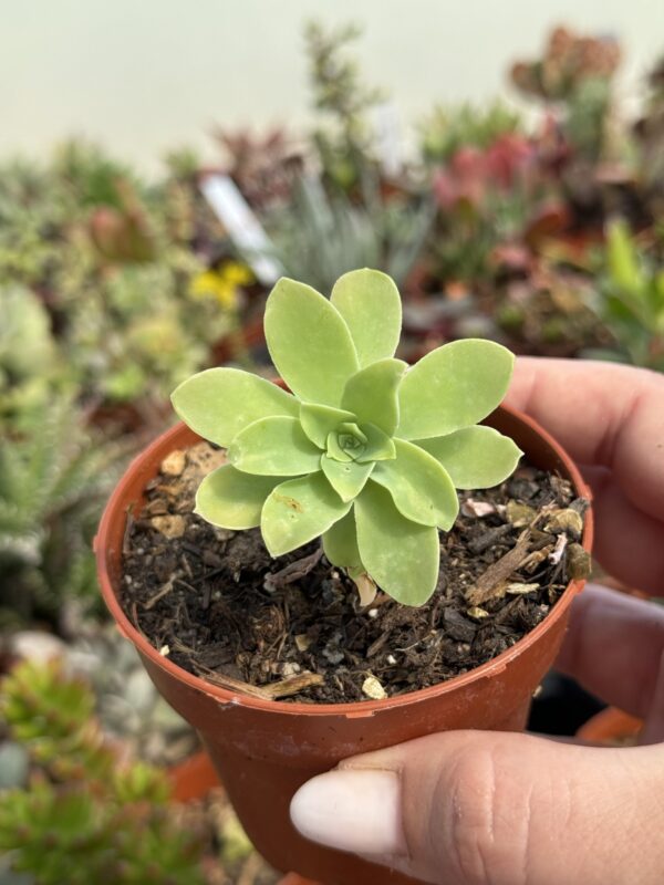 SEDUM PALMERI