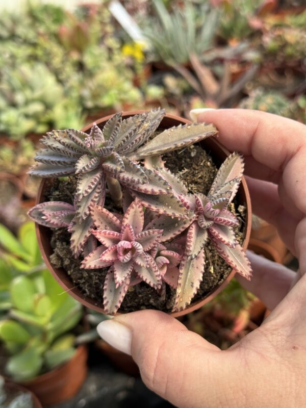 KALANCHOE PINK BUTTERFLY