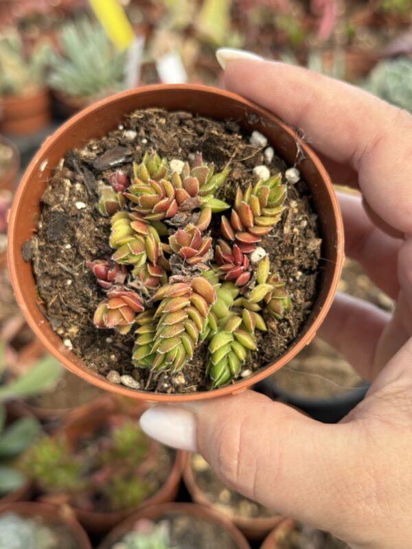 CRASSULA DAVID