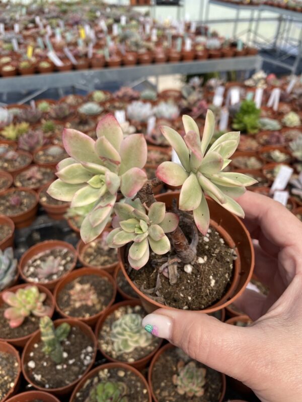 ECHEVERIA MINIBELLE VARIEGADA