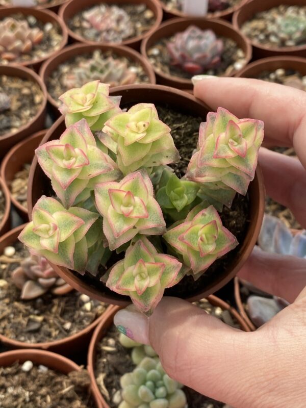 CRASSULA PERFORATA VARIEGADA