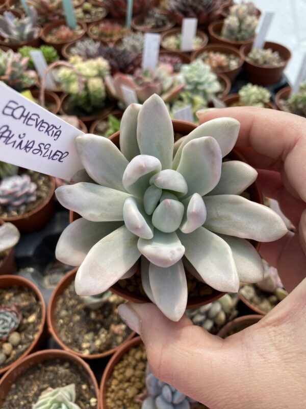 GRAPTOVERIA OPALINA SILVER VARIEGADA