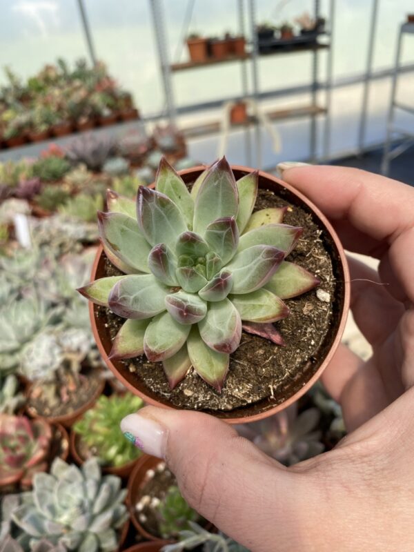 PACHYPHYTUM COMANCHE