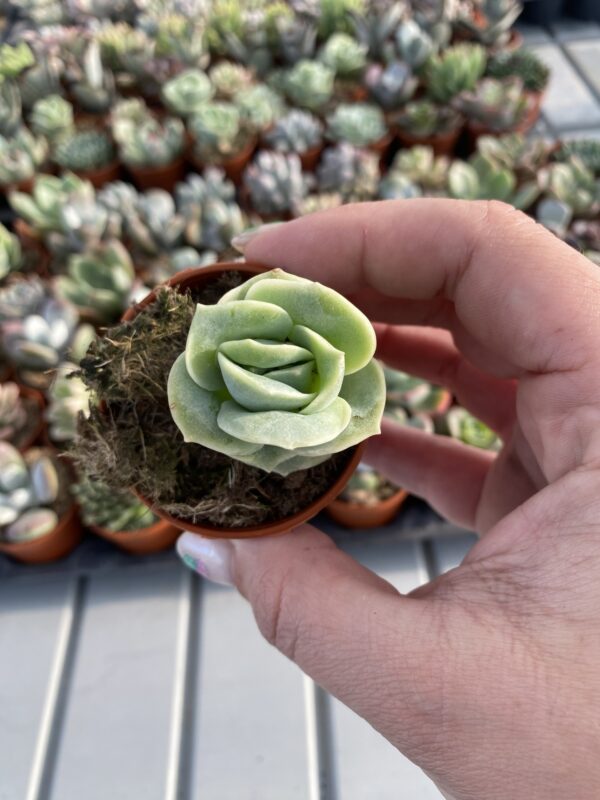 GRAPTOVERIA LOVELY ROSE