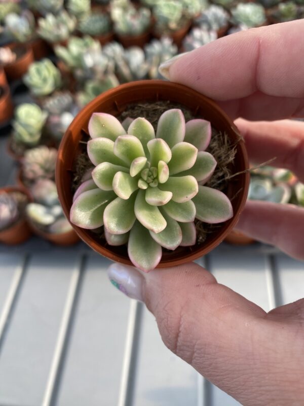 SEDUM JOYCE TULLOCH VARIEGADA