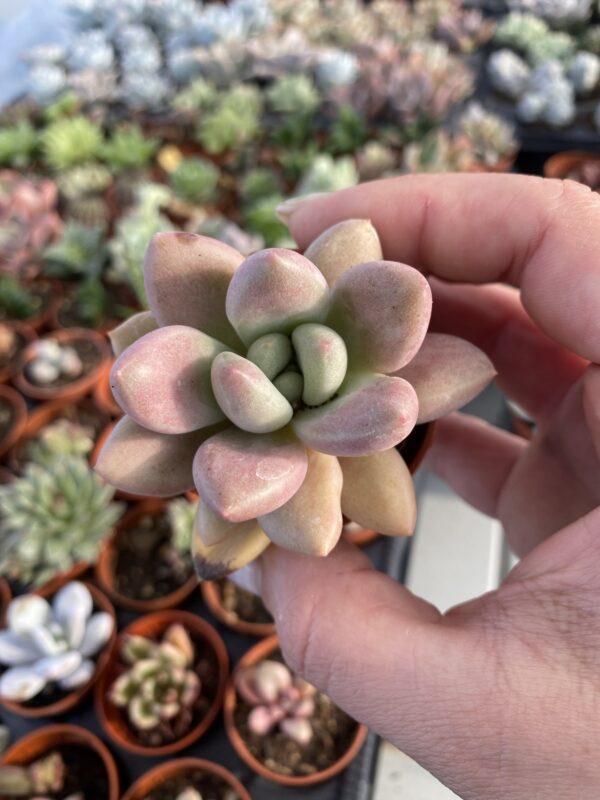 GRAPTOVERIA PINK DONNA