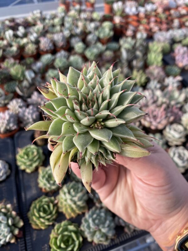 GRAPTOVERIA SILVERSTAR