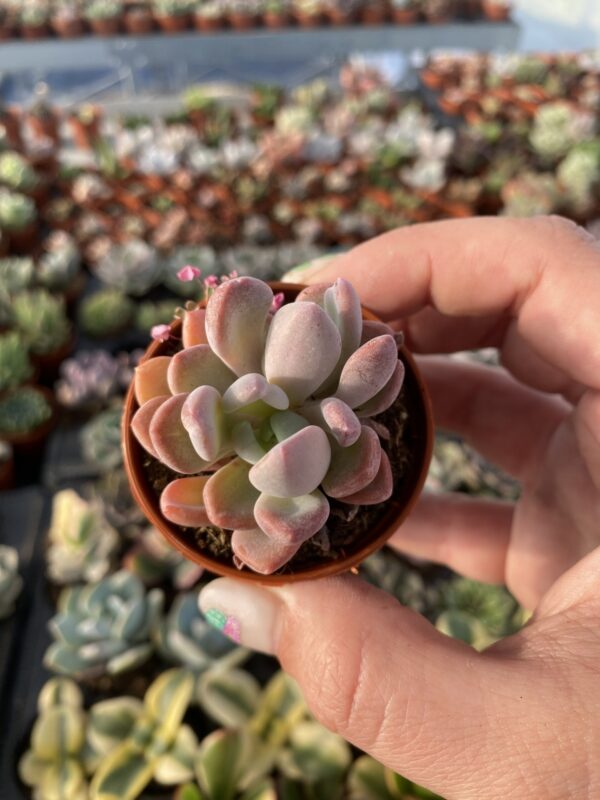 PACHYVERIA SCHEIDECKERI