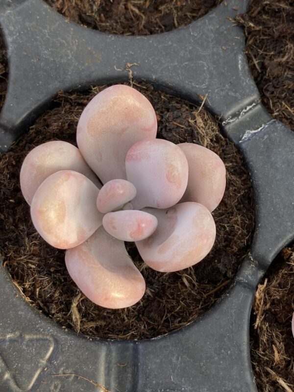 GRAPTOPETALUM AMETHYSTINUM