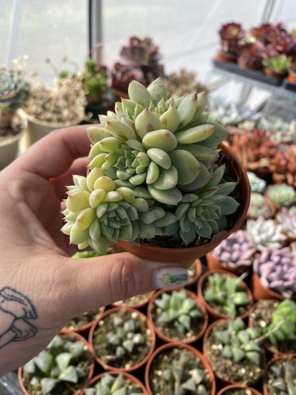 GRAPTOVERIA ALVIS