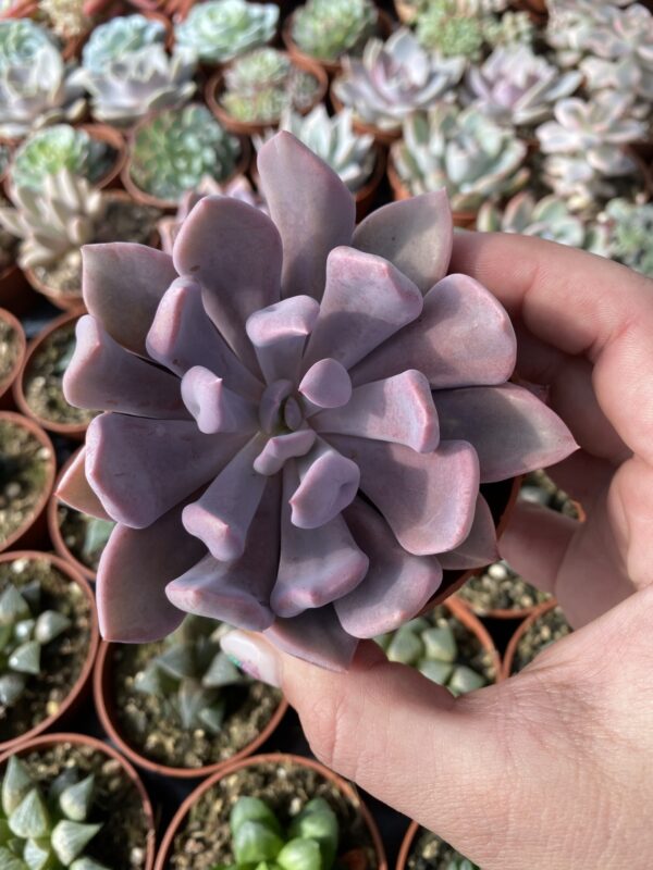 GRAPTOVERIA LILAC SPOON