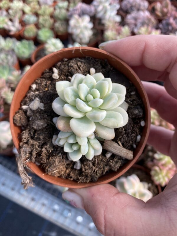 SEDUM CLAVATUM VARIEGADA