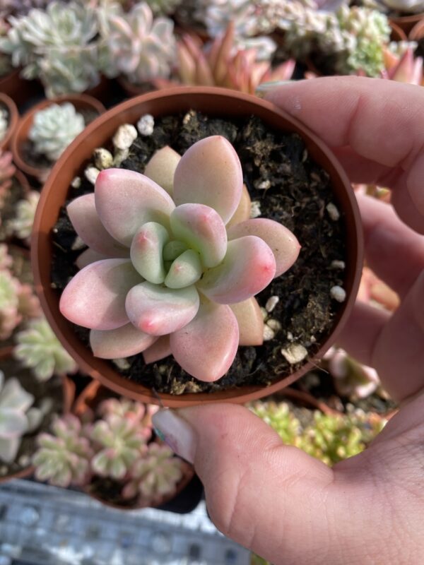 GRAPTOVERIA PINK DONNA