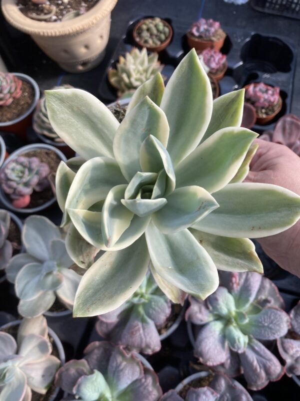 GRAPTOVERIA FRED IVES VARIEGADA - Imagen 3