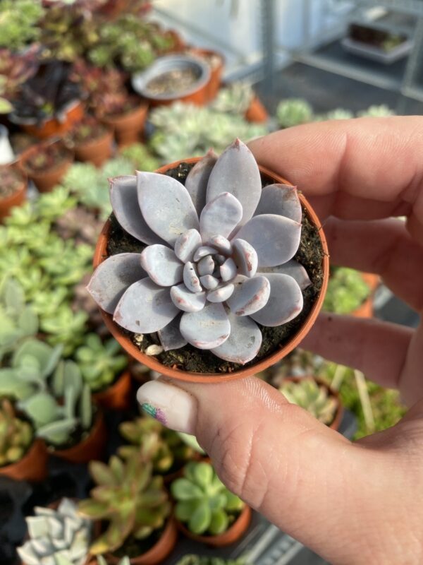 GRAPTOVERIA LULU