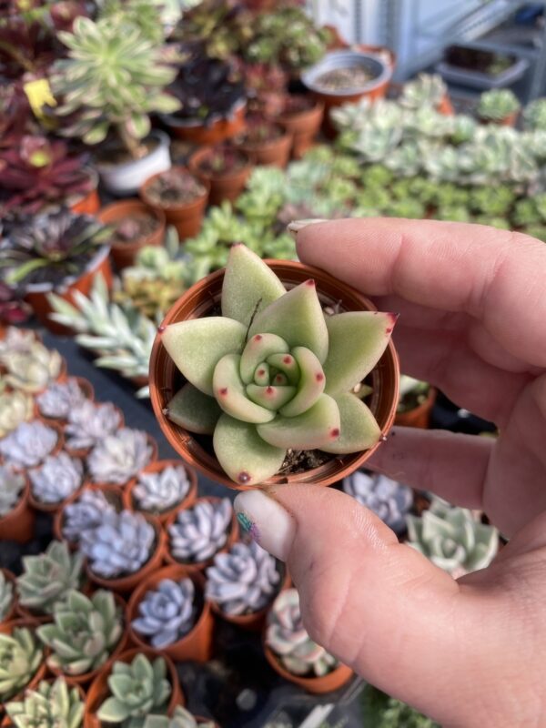 ECHEVERIA AGAVOIDES CONTEPEC