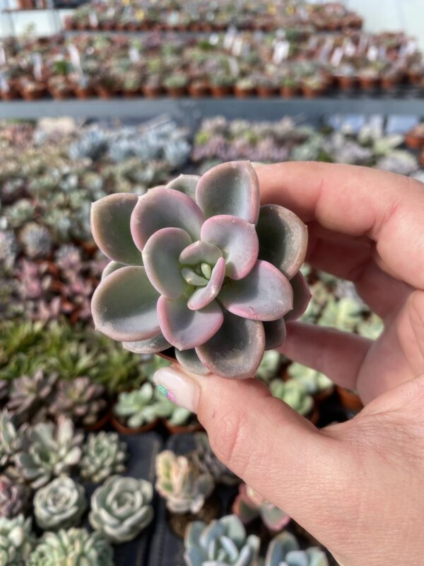 PACHYVERIA ORPET