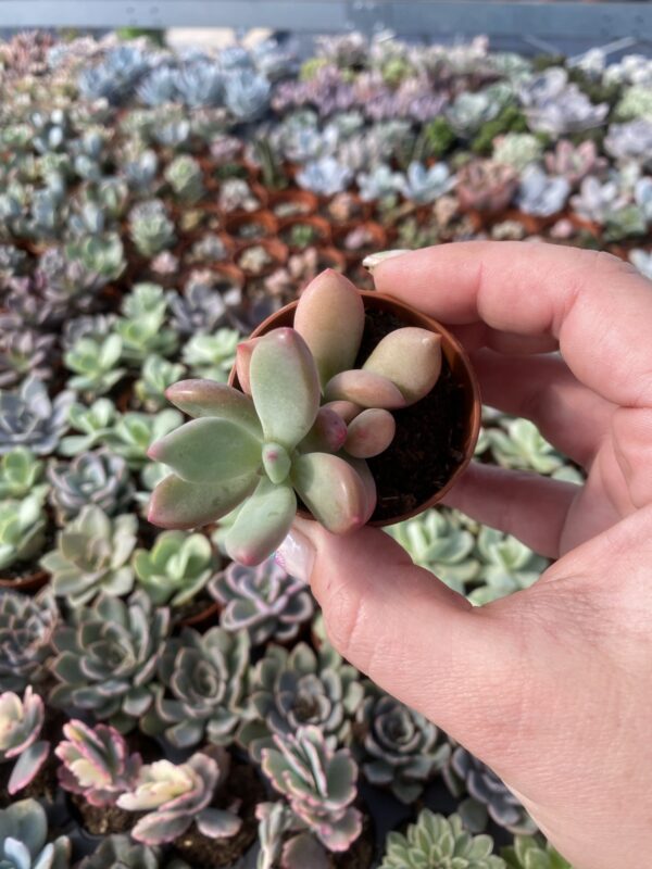 PACHYPHYTUM DR CORNELIUS