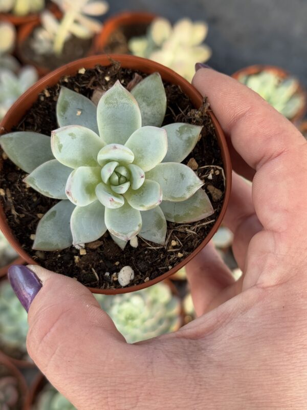 ECHEVERIA MEXICAN GIANT X ECHEVERIA ECLISE