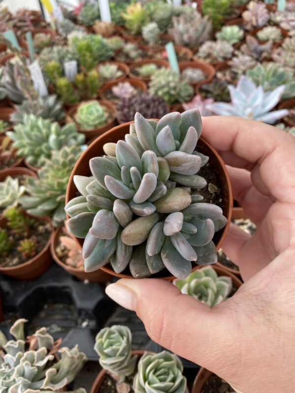 PACHYPHYTUM BLUE MIST