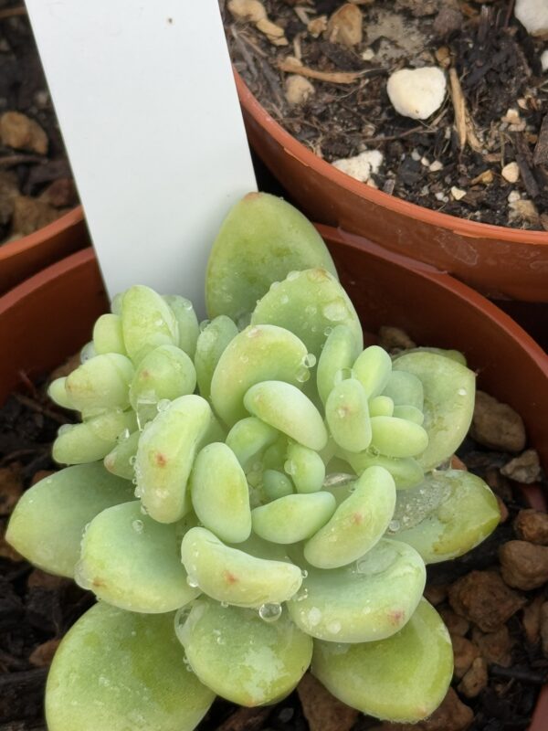 SEDUM CLAVATUM RT CLUSEN - Imagen 3