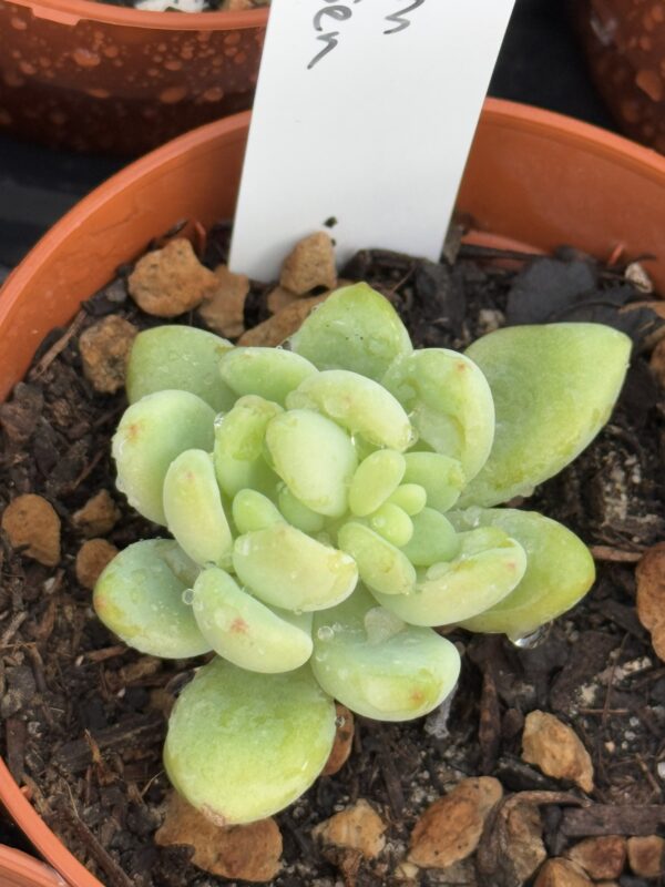 SEDUM CLAVATUM RT CLUSEN