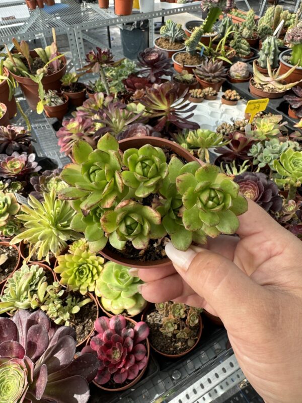 AEONIUM BRONCE MEDAL