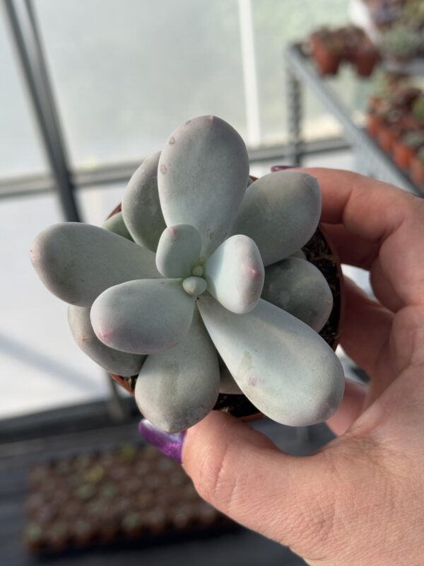 PACHYPHYTUM OVIFERUM MOONSTONE