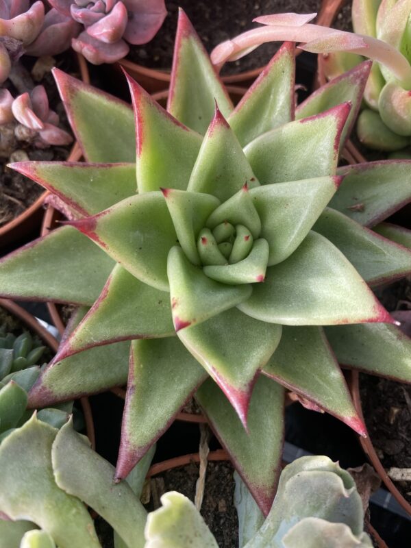 ECHEVERIA AGAVOIDES LIPSTICK