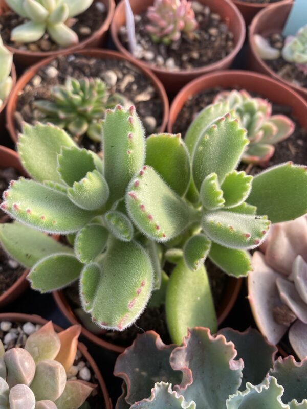 COTYLEDON TOMENTOSA GARRITA DE OSO