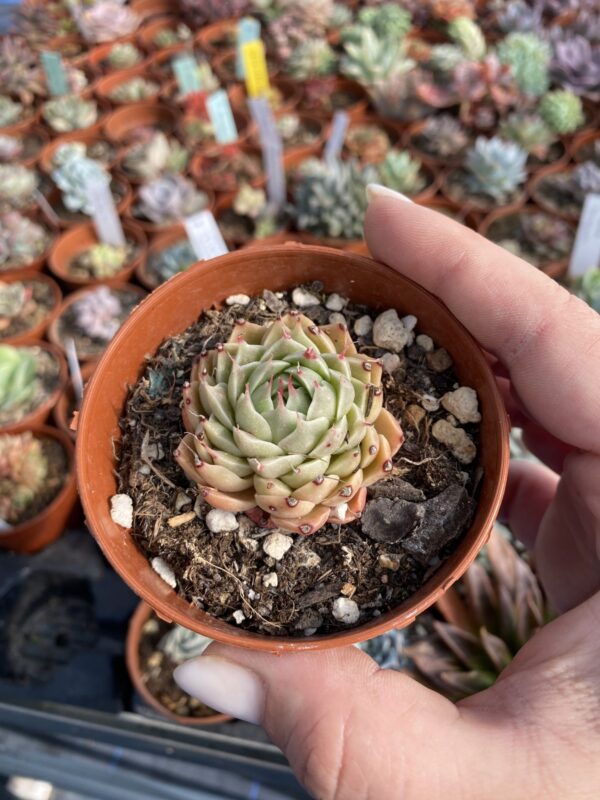 GRAPTOVERIA SWEET FLAME