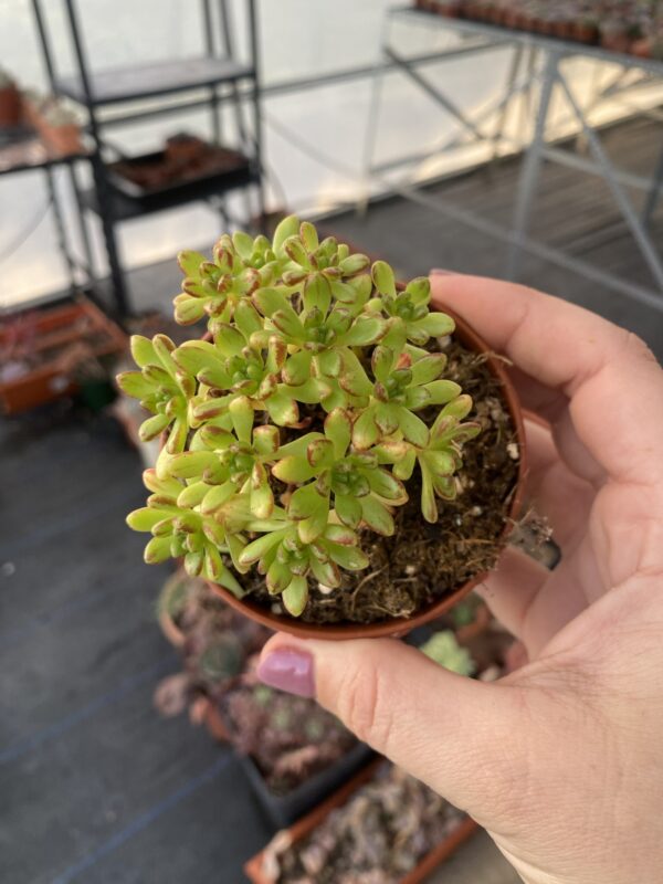 AEONIUM SEDIFOLIUM