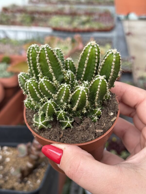 ACANTHOCEREUS TETRAGONUS CV. FAIRY CASTLE