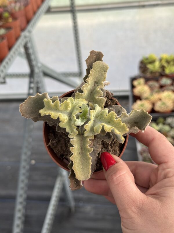 KALANCHOE BEHARENSIS