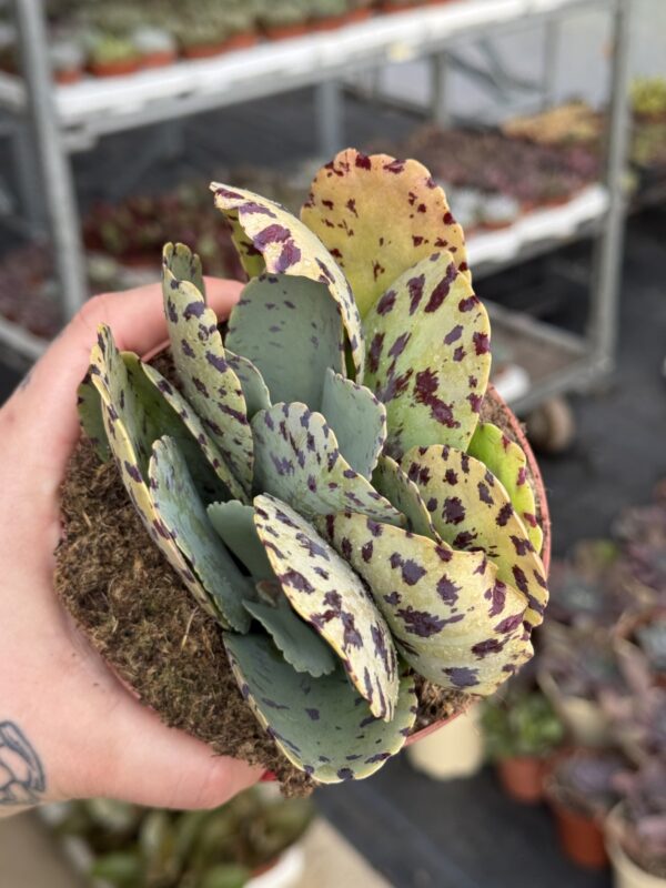 KALANCHOE MARMORATA