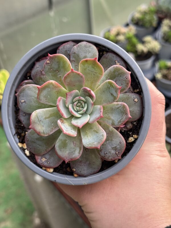 ECHEVERIA SECUNDA AZULITA